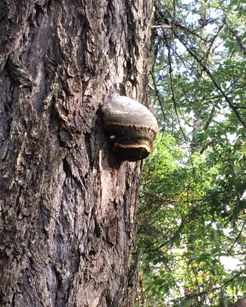 A bracket fungus growing from the trunk of a mature conifer