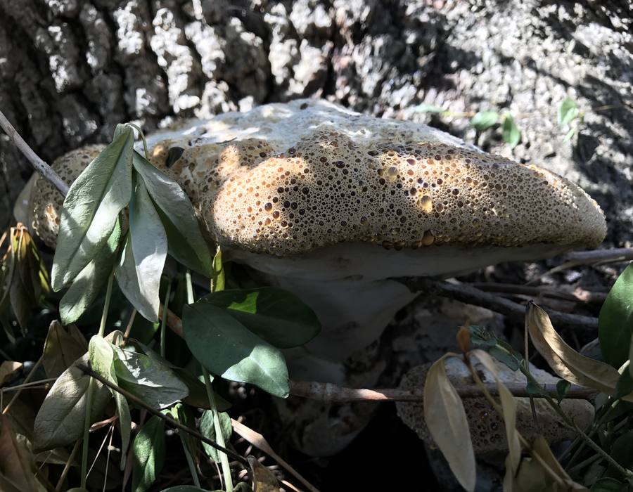 A large bracket fungus at the base of a mature tree